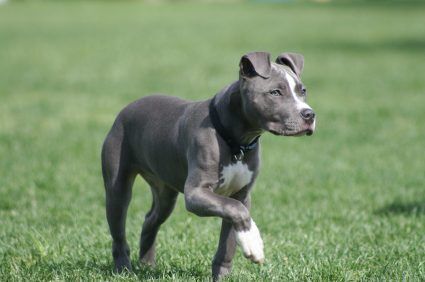 Tall blue nose sales pitbull