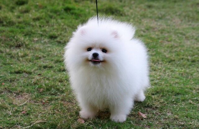 Pomeranian hotsell dog small