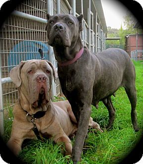 Neapolitan mastiff best sale cross cane corso
