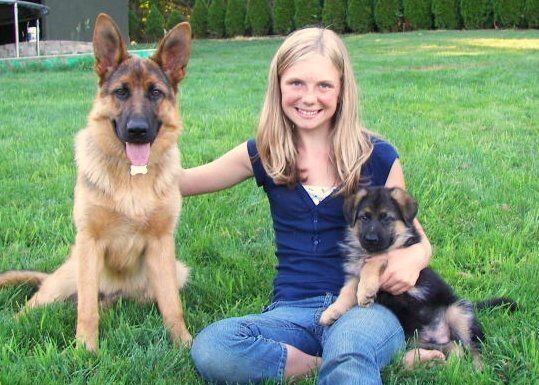 German shepherd good with hot sale kids