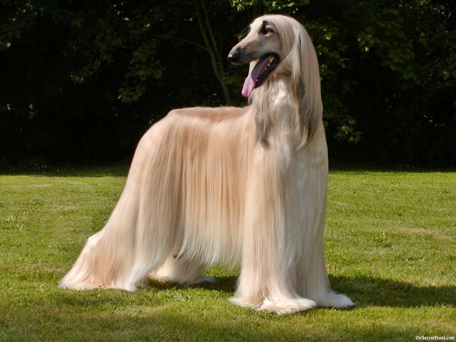 Foreign deals dog breeds