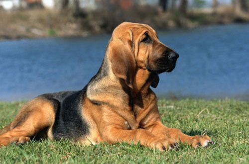 Hound with hot sale long ears