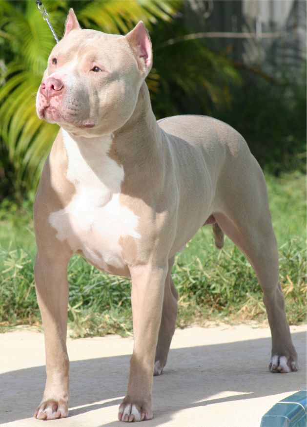 Pitbull hypoallergenic store