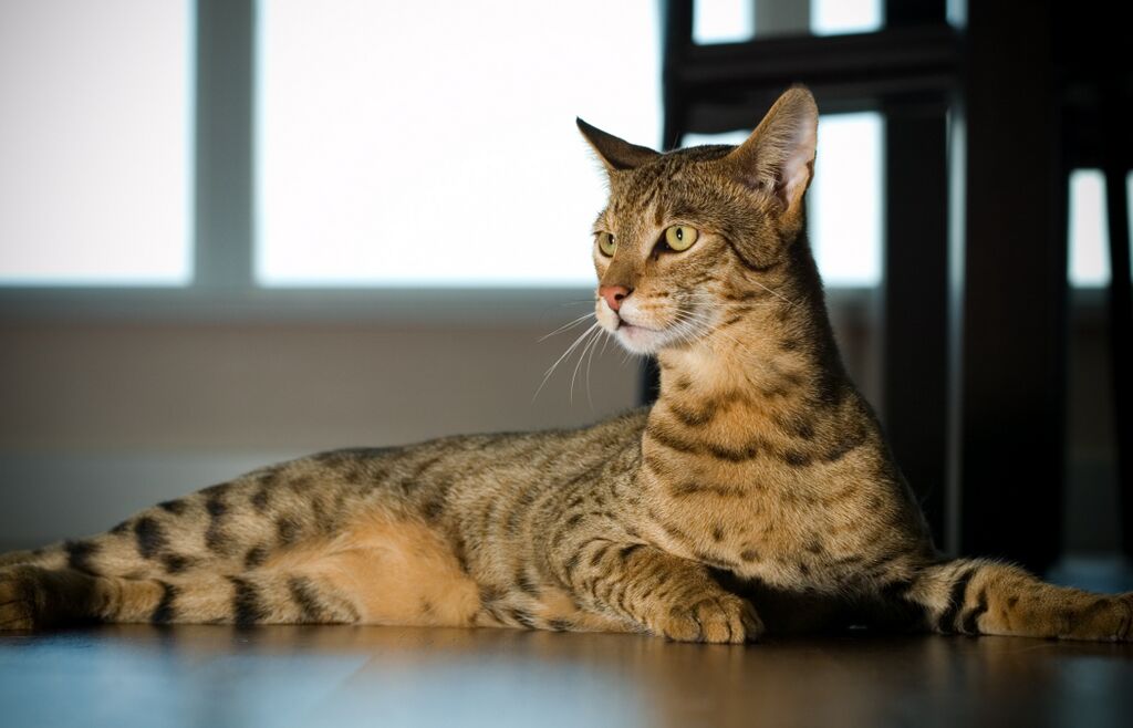 Top 10 most hot sale expensive cat breeds