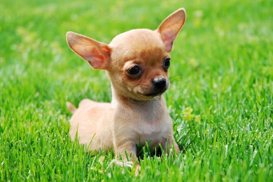 Chihuahua breeds 2024