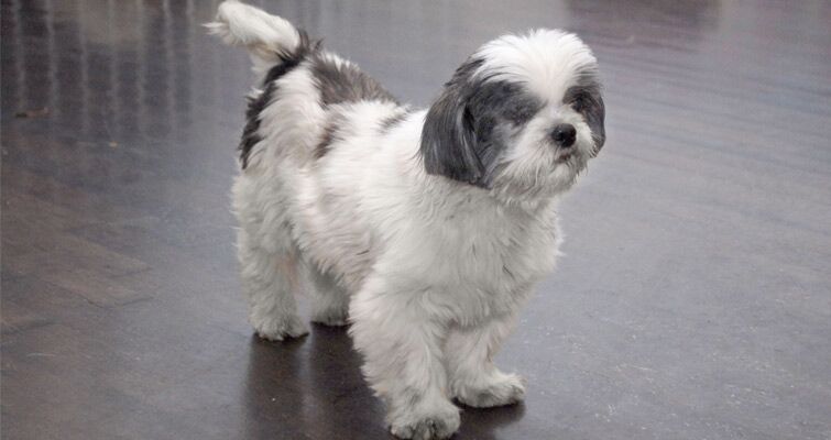 Shih tzu 2 months hotsell old food