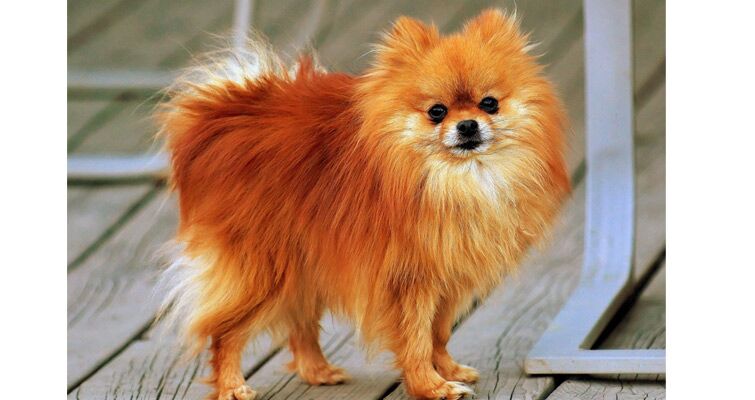 How much should a pomeranian puppy eat outlet