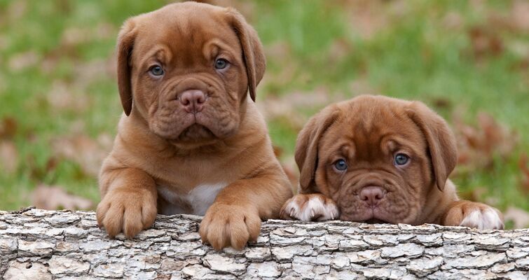 Feeding a hot sale mastiff puppy