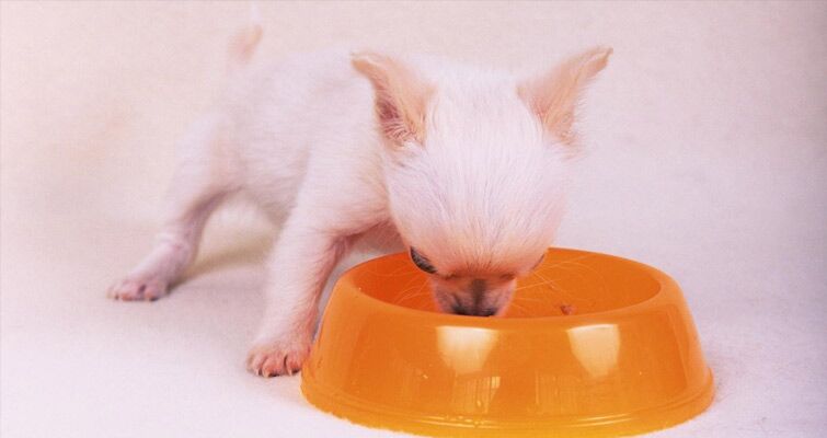 How much to outlet feed a chihuahua puppy