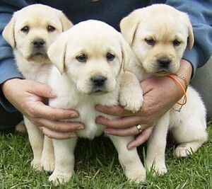 Buy/Sell Labrador Puppies Online - Adopt a Lab Dog in India