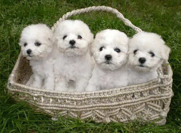 Bichon frise puppy store price