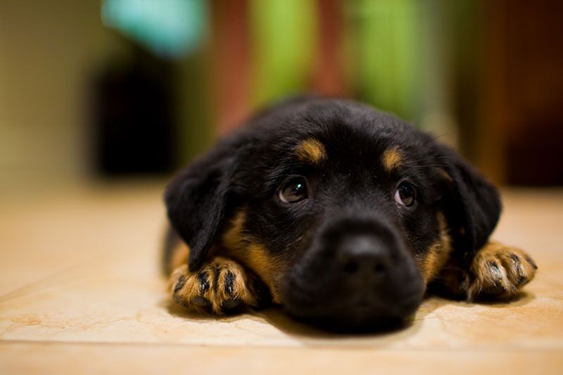 How much should cheap a rottweiler puppy eat