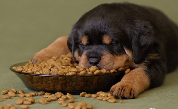 Rottweiler nutrition sale