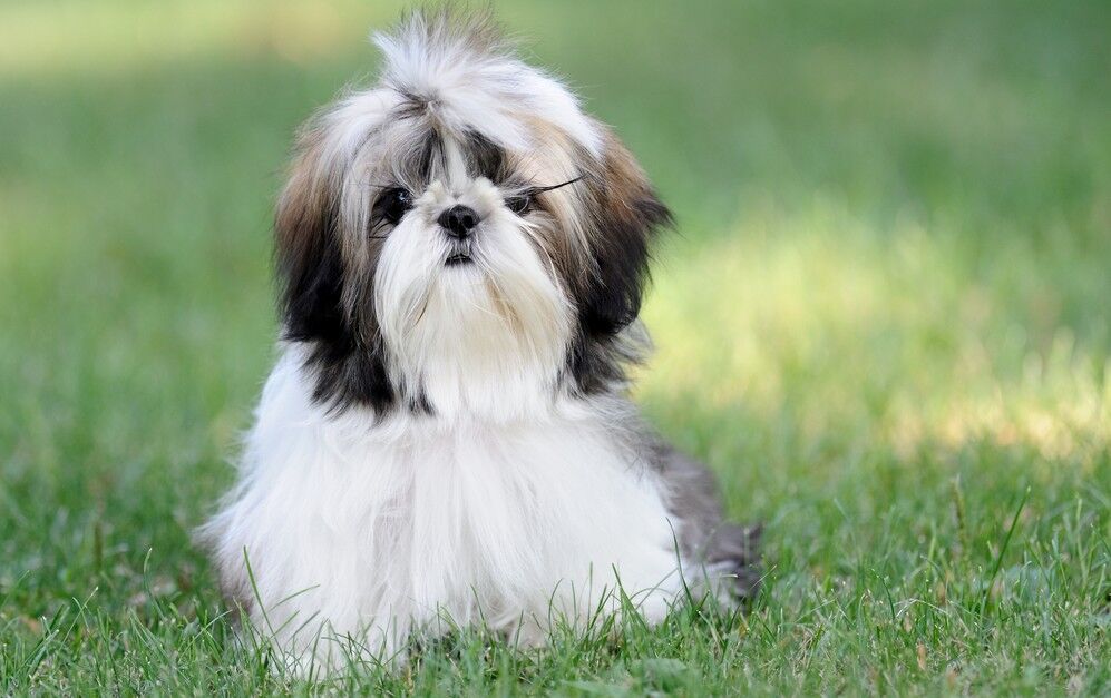 Shih tzu hot sale dog breeds