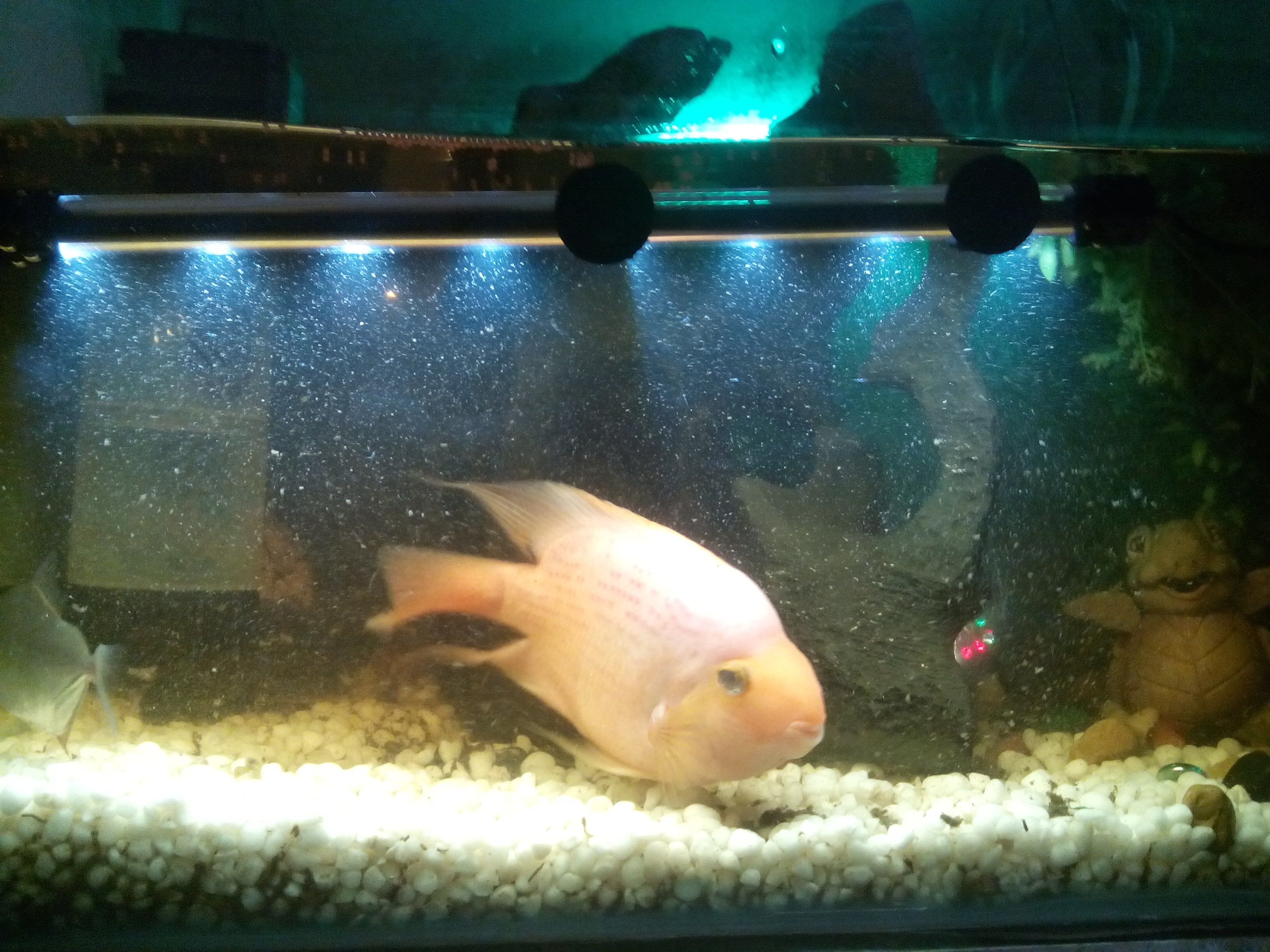 Parrot tropical fish cheap