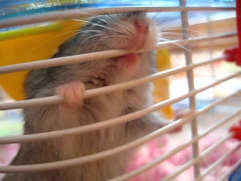 Hamster biting 2025 cage at night