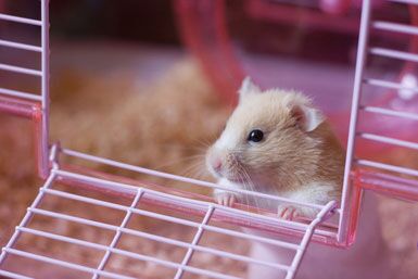 Hamster chewing shop cage at night