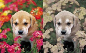 Canine sales color vision