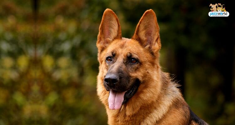 German shepherd outlet feeding